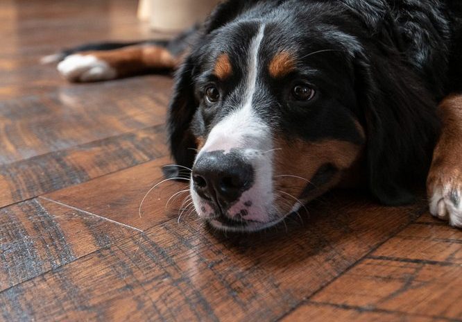 example of a dog on wood floors